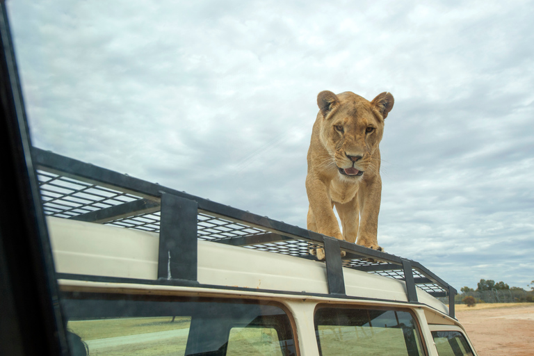 Lions 360 Experience and a Day at Monarto Safari Park