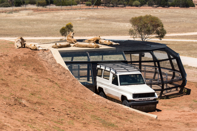 Lions 360 Experience und ein Tag im Monarto Safari Park