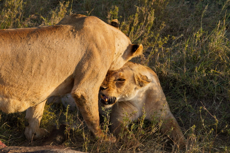 5-Day Mid-Range Group Safari to Tanzania's most famous parks