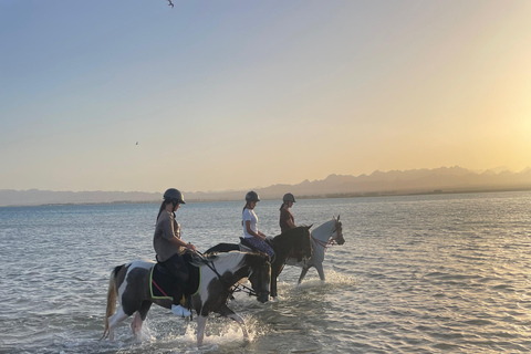 Soma Bay: Reittour mit HoteltransferSoma Bay: Reittour ohne Hoteltransfer