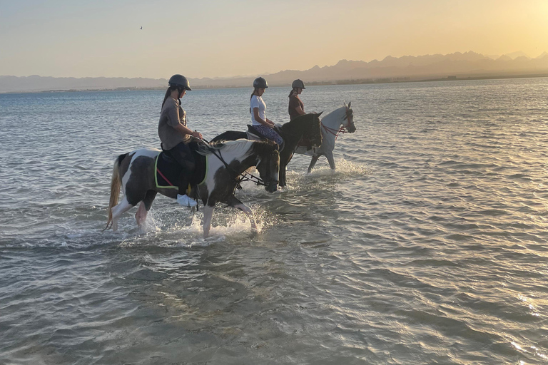 Soma Bay: Reittour mit HoteltransferSoma Bay: Reittour ohne Hoteltransfer