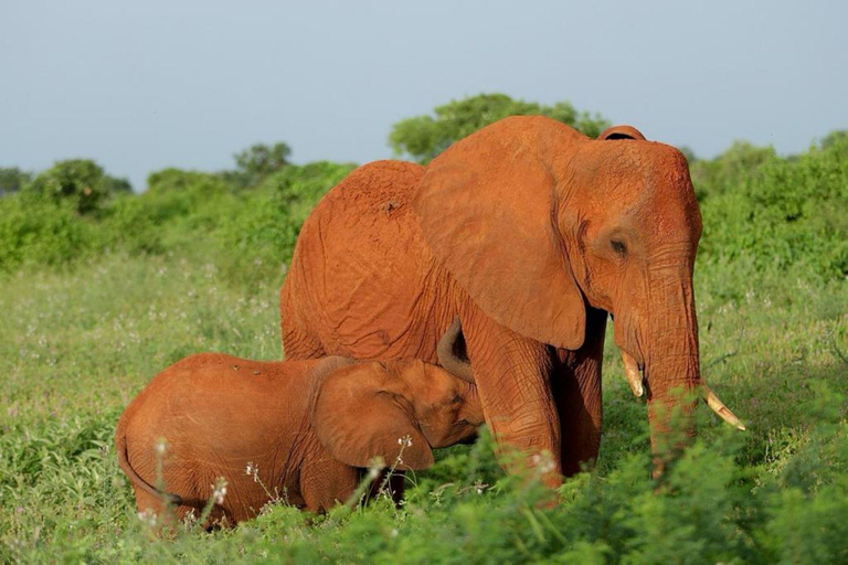 Safari i reservaten Tsavo East och Tsavo West