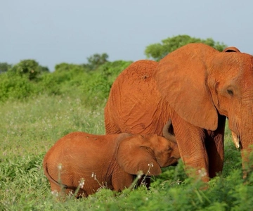 Tsavo East and Tsavo West Sanctuary Safari