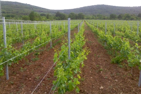 Dalmatische lekkernijen: Eten en wijn Tour vanuit Split of TrogirTour vanuit Split