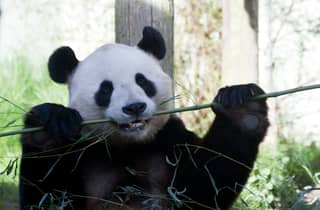 Edinburgh Zoo: Ticket