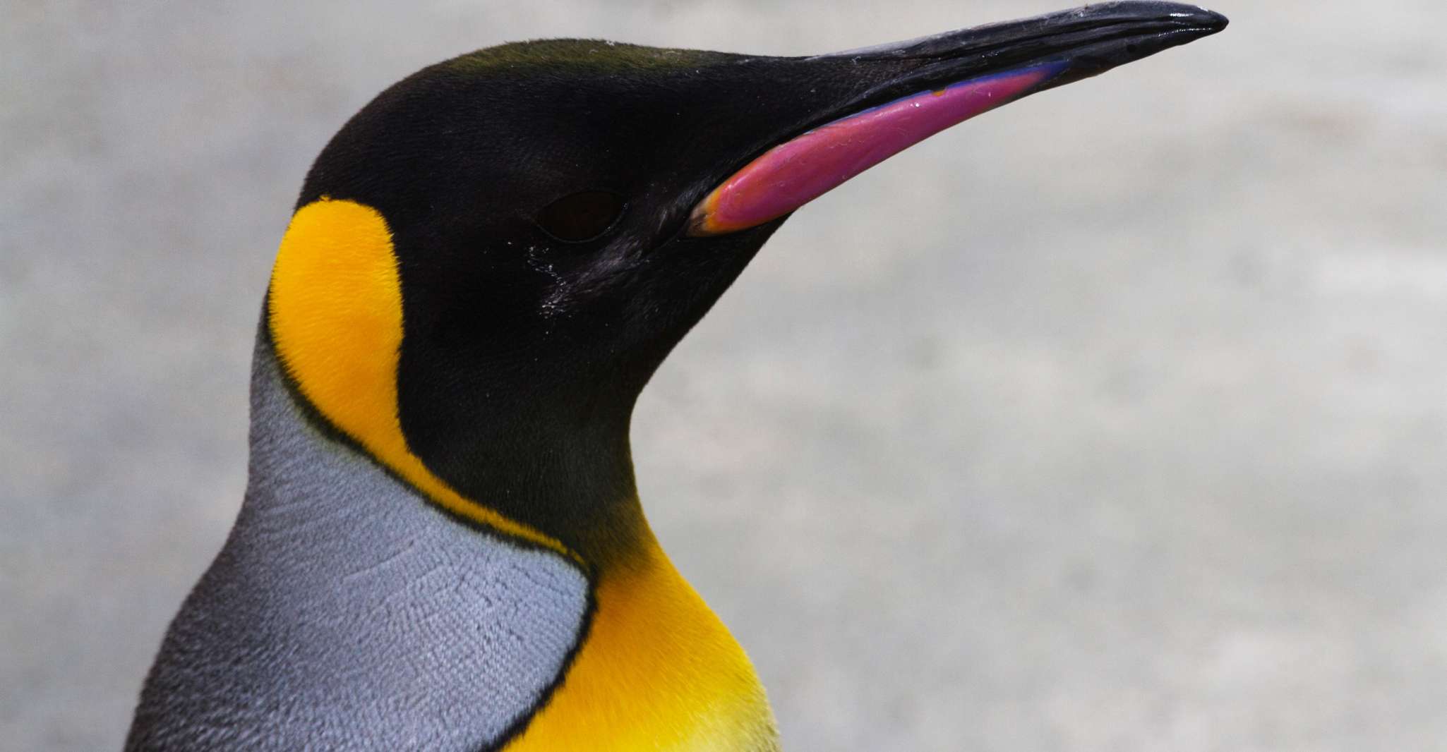 Bilhete de Entrada para o Jardim Zoológico de Edimburgo - Hizvo