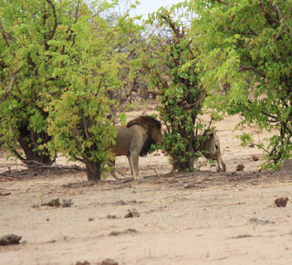 Chobe National Park: Day Trips and Tours from Victoria Falls