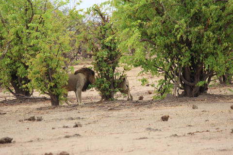 Parc national de Chobe: safari, tour en bateau et déjeuner