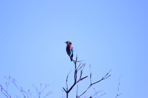 Parque Nacional de Chobe: Game Drive, Passeio de Barco e Almoço