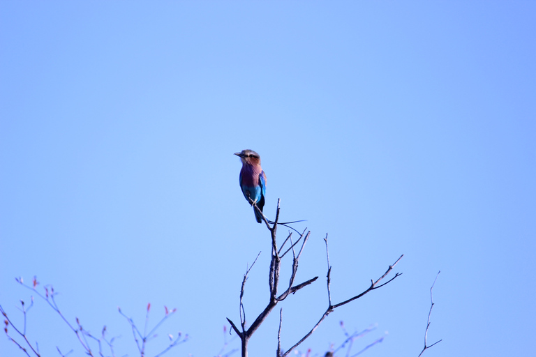 Chobe National Park: Pirschfahrt, Bootstour und Mittagessen