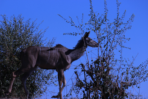 Chobe nationalpark: Wild Drive, båttur och lunch