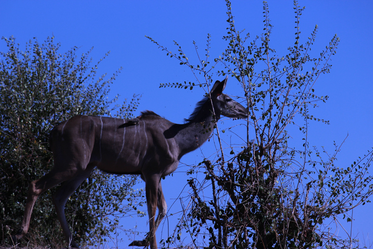 Parque Nacional de Chobe: Game Drive, paseo en barco y almuerzo