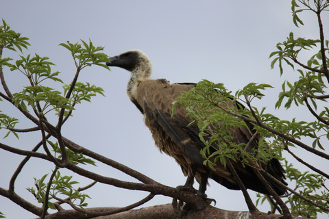 Chobe National Park: Pirschfahrt, Bootstour und Mittagessen