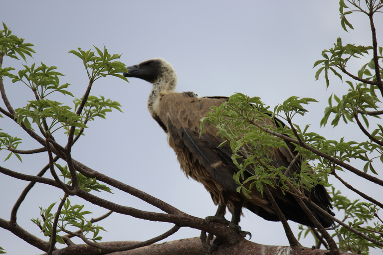 Chobe nationalpark: Wild Drive, båttur och lunch