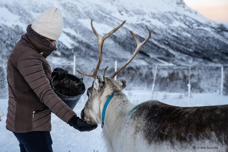 From Tromsø: Sami Culture and Reindeer Feeding
