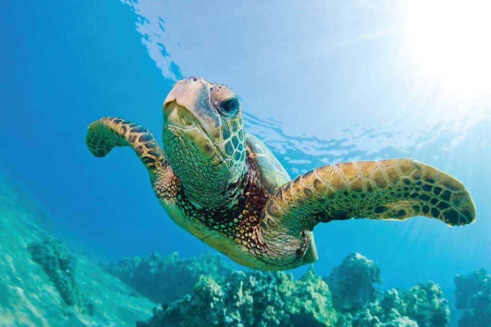 Oahu Morning Snorkel Sail along Waikiki Beach 