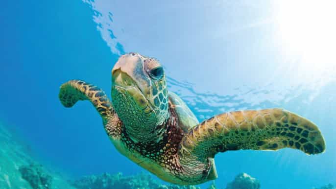 oahu morning snorkel sail along waikiki beach