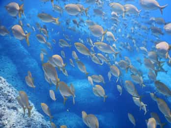 Excursión de 1 hora de snorkel en la bahía de Paraggi, Portofino