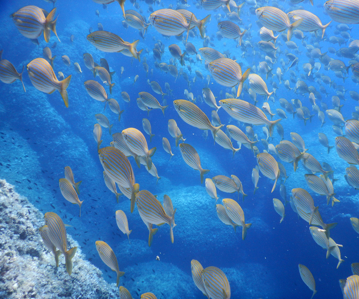 1-Hour Snorkeling Tour in Paraggi Bay, Portofino