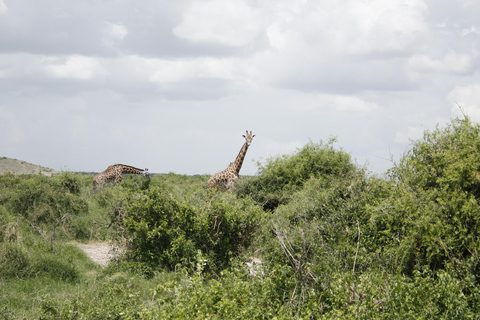 Kenya - 6 dagar 6-dagars safari till Masai Mara, Lake Nakuru och Amboseli