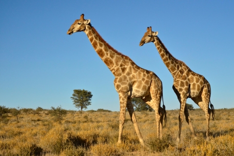 Van Durban: safaritocht van een halve dag