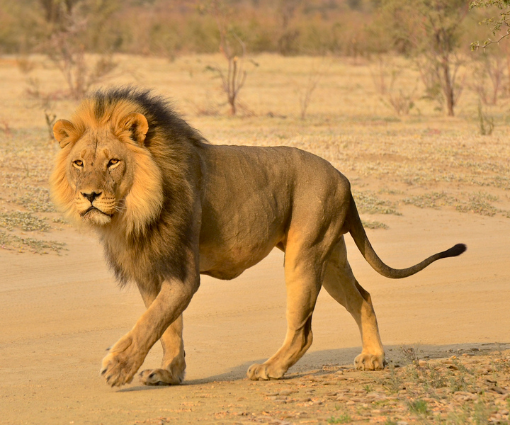 From Durban: Half-Day Safari Tour