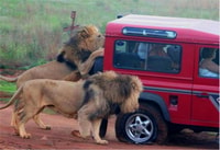 Durban, Yarım Gün Safari Turu - Hizvo