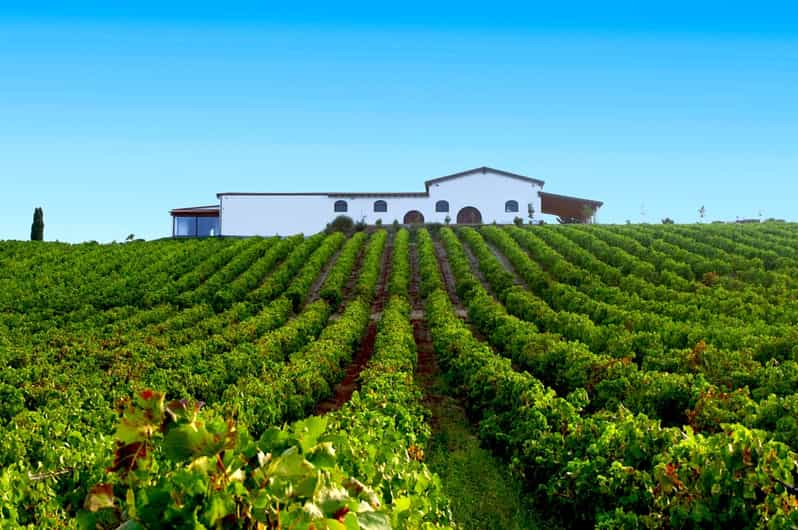 Cagliari: Full-Day Private Wine Tasting with Lunch