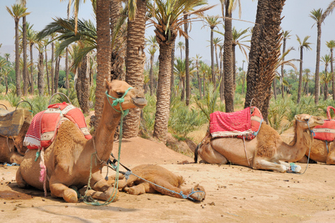 Marrakesh Countryside: 1-Hour Palm Grove Camel Ride