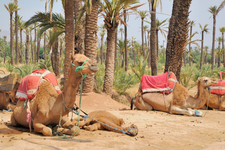 Marrakech : balade en chameau dans la palmeraie