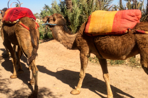 Marrakech : balade en chameau dans la palmeraie