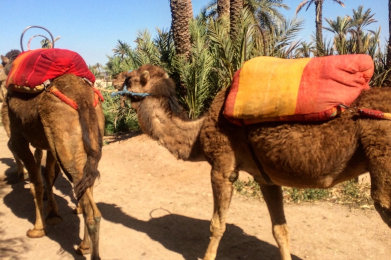 Marrakesh Countryside: 1-Hour Palm Grove Camel Ride