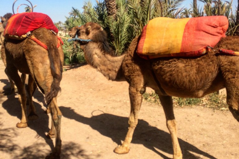 Marrakesz: Godzinna przejażdżka wielbłądem po gaju palmowym