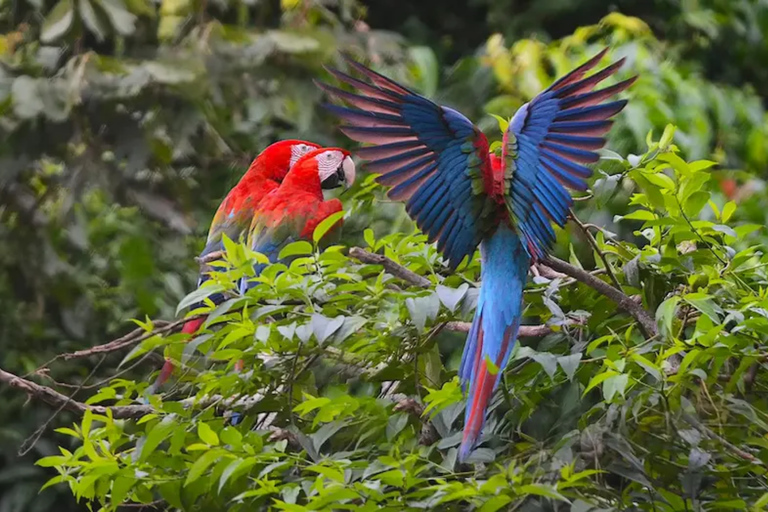 From Puerto Maldonado: Chuncho Macaw Clay Lick Day Tour