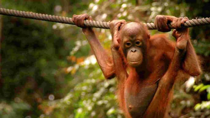 sandakan orangutan encounter kinabatangan river cruise