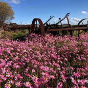 From Perth: Full-Day Wildflower Discovery Tour