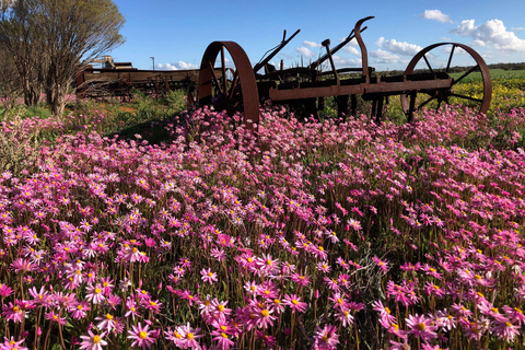 من بيرث: جولة استكشافية ليوم كامل للزهور البرية مع وجبة غداء