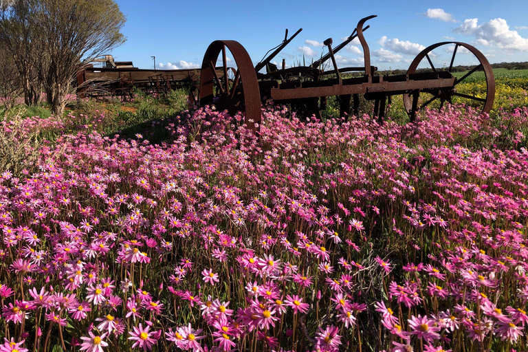 من بيرث: جولة استكشافية ليوم كامل للزهور البرية مع وجبة غداء