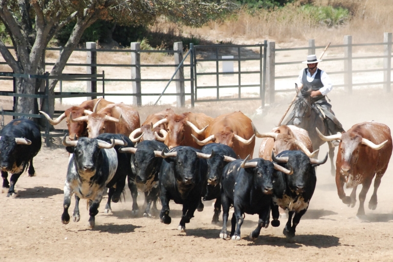 Cádiz: Espectáculo Campestre de Caballos y Toros AndalucesCádiz: espectáculo nacional de caballos y toros andaluces