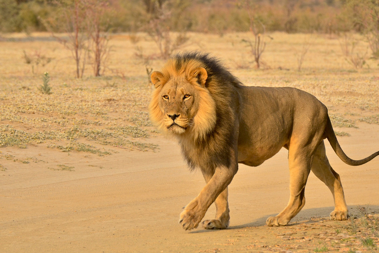 De Durban: excursion d'une journée dans la réserve de chasse de Hluhluwe Imfolozi