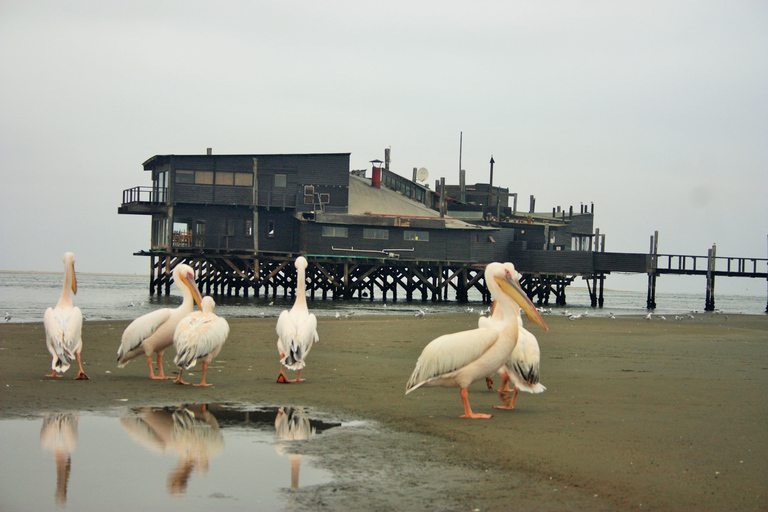 Highlight of Walvis Bay- Seal Colony & Dune 7