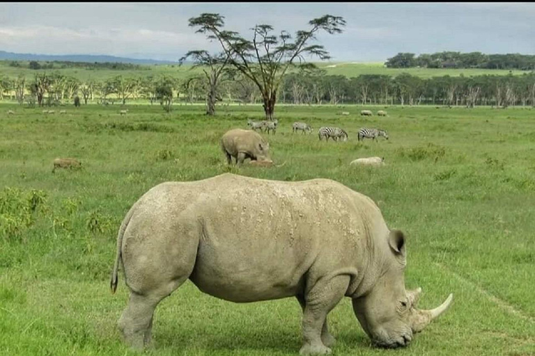 Da Nairobi: escursione al Parco Nazionale del Lago NakuruEscursione al Parco Nazionale del Lago Nakuru senza biglietto d&#039;ingresso