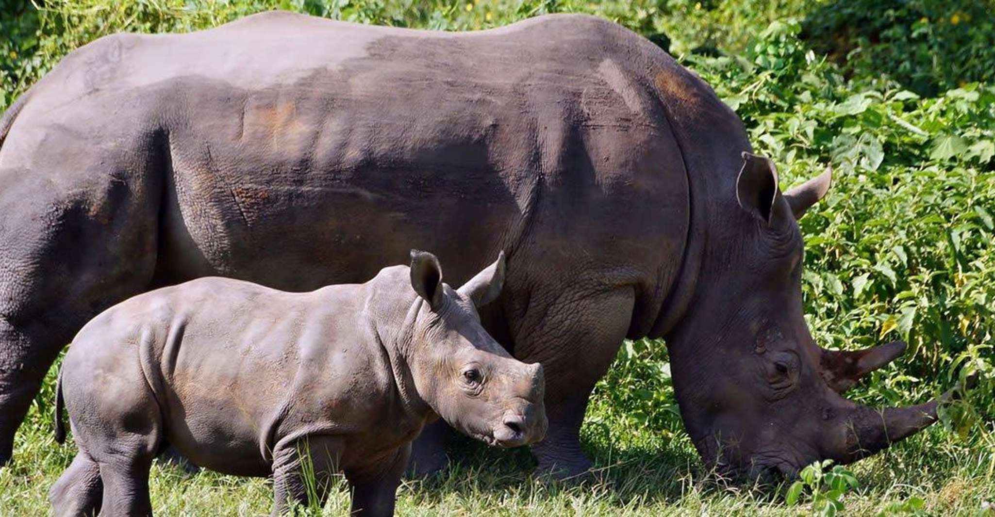 Murchison Falls National Park & Ziwa Rhino Safari yakınlarında yapılacak şeyler - Hizvo