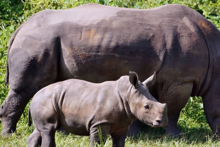 3 días en el Parque Nacional de las cataratas Murchison y safari en rinoceronte Ziwa