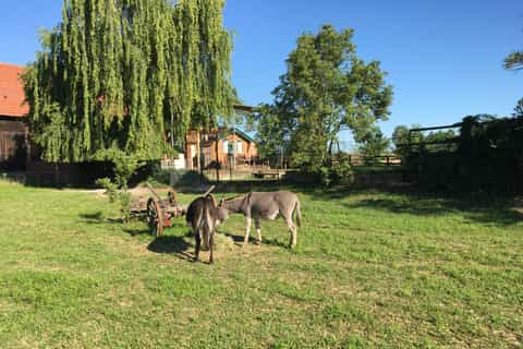 Stuttgart: Guided Donkey Tour