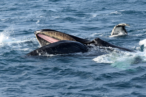 Reykjavík: avvistamento balene e mostra Whales of Iceland