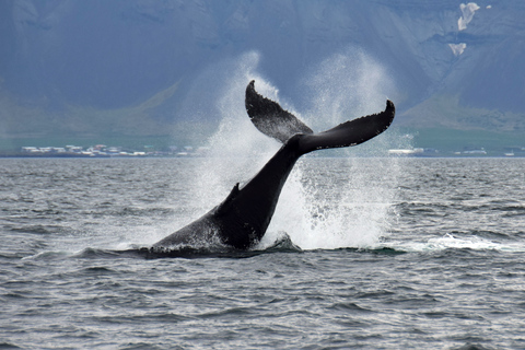 Reykjavík: avvistamento balene e mostra Whales of Iceland