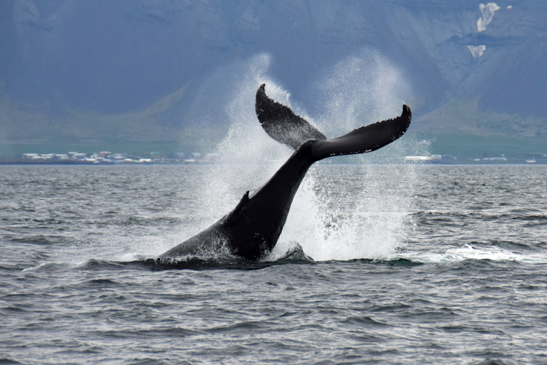 Reykjavik: walvissen spotten Whales of Iceland-expositie