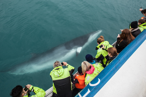 Reykjavík: Whale Watching &amp; Ausstellung &quot;Whales of Iceland“