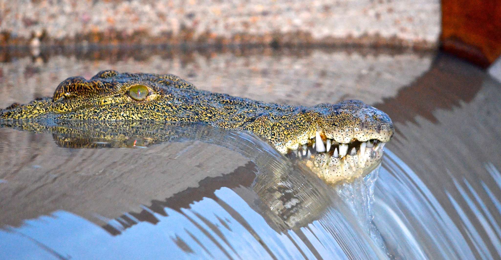 Von Durban, St. Lucia Wetlands Boat Ride - Hizvo